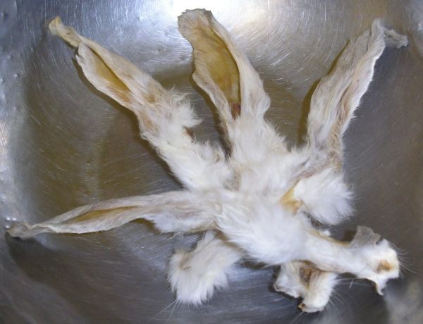 Kaninchenohren mit Fell Bruch- Probe
