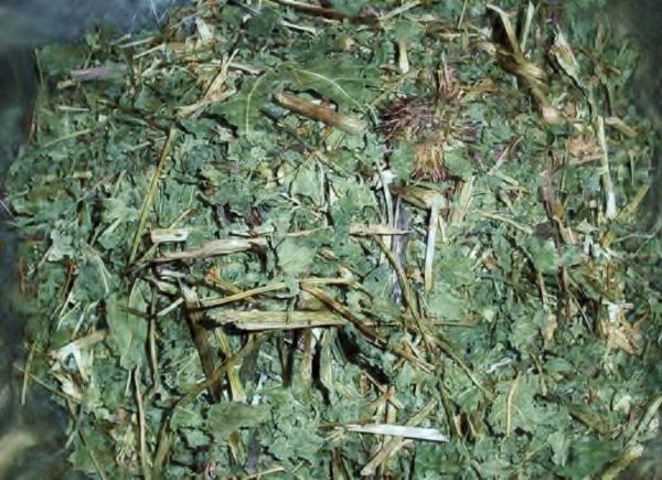 Echinacea grob